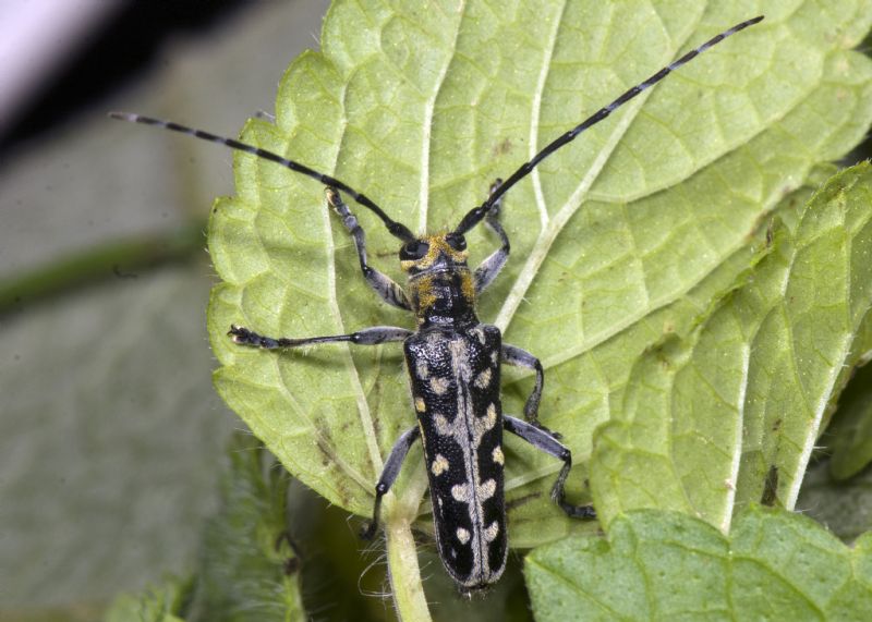 Cerambycidae: Saperda scalaris